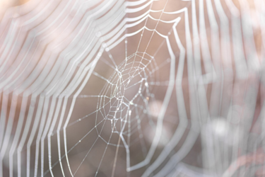 Членистоногие астронавты: зачем NASA 50 лет назад запустило пауков в космос и что из этого вышло