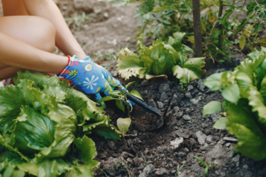 Полив, который убивает: когда орошение растений может их убить