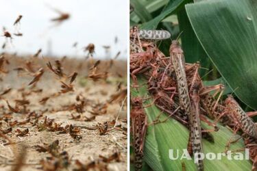 У чотирьох областях України зафіксовано нашестя сарани: подробиці (фото, відео)