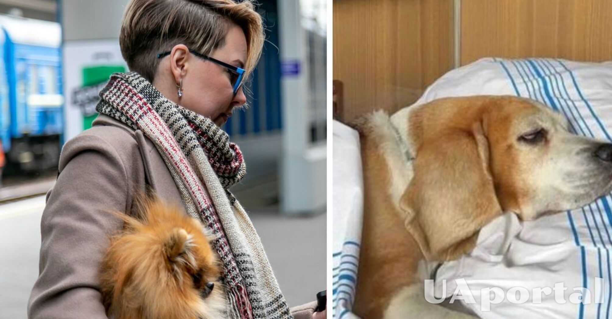 В Україні оновлено правила перевезень тварин у поїздах: про що йдеться 