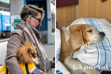В Україні оновлено правила перевезень тварин у поїздах: про що йдеться