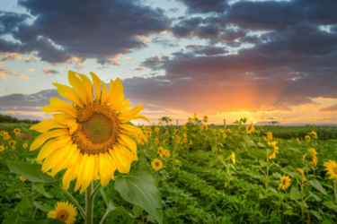 Спека, зливи чи осіння прохолода? Синоптики попередили, чого чекати від погоди в останній місяць літа