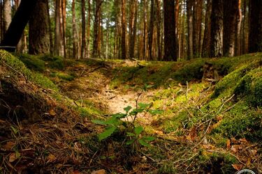 Ученые обнаружили невероятное существо в Чернобыле: без ног, без мозга, но с удивительными способностями (фото)