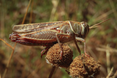 Сарана в Украине: ученый объяснил, что нам грозит и откуда взялись эти насекомые