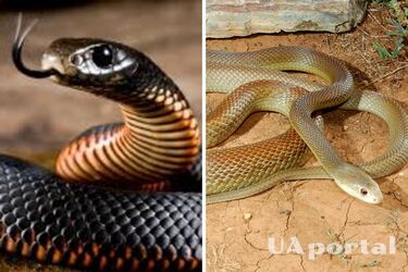 Може вбити сотню дорослих тварин: науковці поділились цікавими фактами про найотруйнішу змію у світі