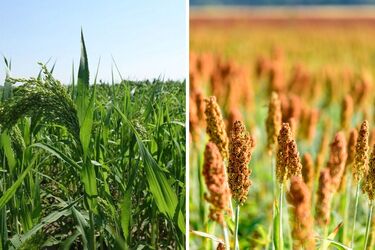 Українські посіви знищує сарана: названо рослину, яка рятує урожай