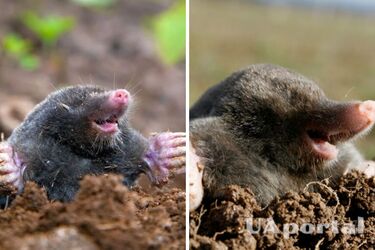 Більше не сунуть носа: як вигнати кротів з города