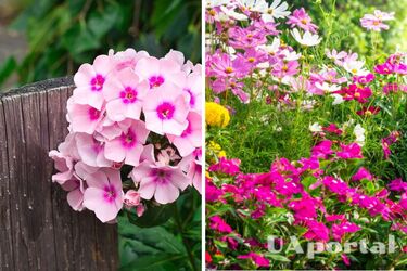 Не потребують особливого догляду та ростимуть у будь-яких умовах: які рослини висадити у саду та на городі