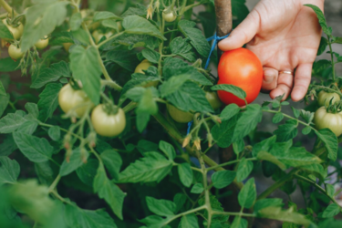 Как получить щедрый урожай помидоров и бахчевых: секреты подкормки во время цветения