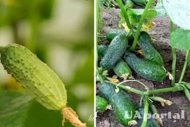 Збиратимете відрами: чим підживити огірки для хорошого врожаю