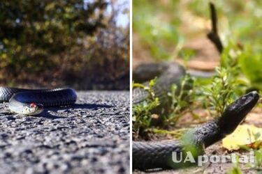 В Україні активізувались змії: як уникнути укусу та що робити, якщо це сталось