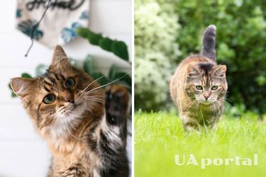 Ваш кіт у небезпеці: яка рослина є смертельною для улюбленця