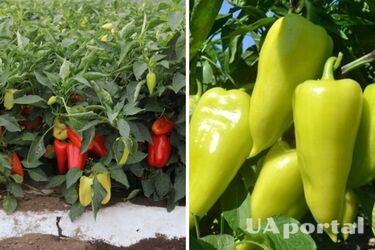 Придется поделиться с соседями: огородники поделились рецептом чудо-подкормки для перца