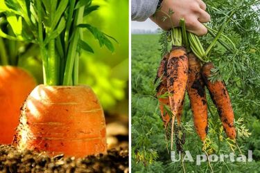 Морква буде велика та солодка: городники поділились рецептом ідеального підживлення