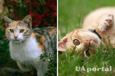 Як відучити кота ходити в туалет в саду чи на городі: дієві методи