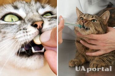 Як правильно давати коту ліки: корисні поради від ветеринара