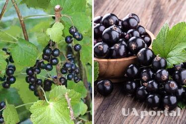 Будет отлично плодоносить: как правильно обрезать смородину после сбора урожая