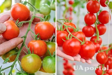 Як врятувати помідори від сильної спеки: городники поділились дієвим методом