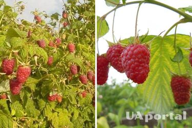 Урожай будете есть все лето: как повысить плодородие малины