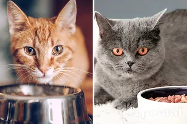 Об этом стоит знать: можно ли кормить домашних питомцев только сухим кормом.