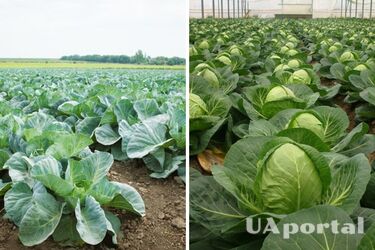 Голівки будуть величезними: яке підживлення використовувати для капусти у липні