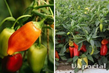 Врожай вас вразить: чим підживити перець у липні