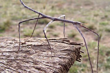 Має довжину до 40 сантиметрів та важить як мʼяч для гольфу: в Австралії знайшли величезну комаху (фото)