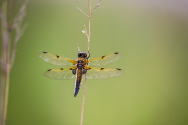 Вы его точно встречали летом: в Украине живет один из самых опасных хищников мира (фото)