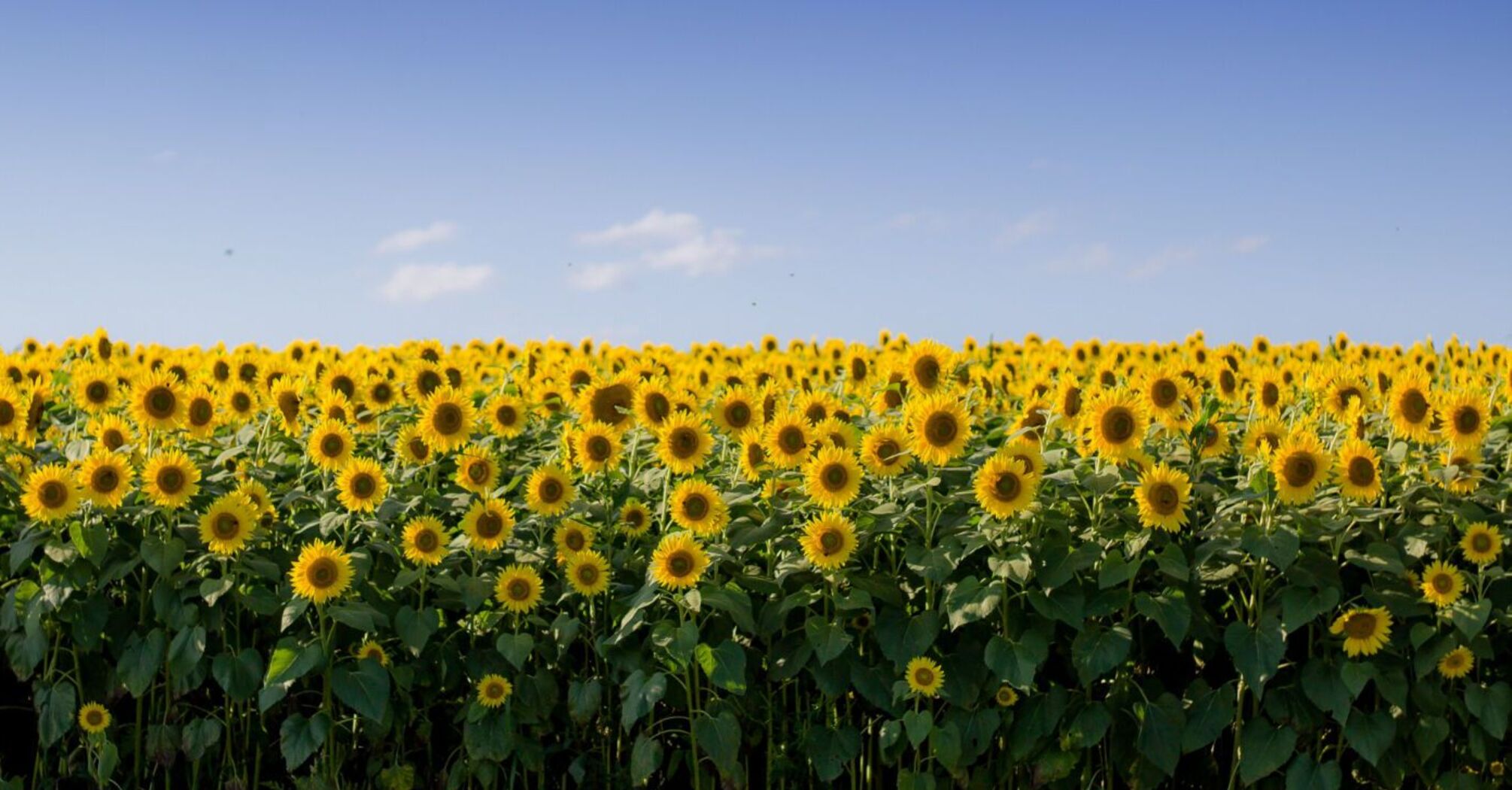 Урожай под угрозой: эксперты назвали регионы Украины, страдающие от вредителей и засухи