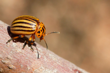 Куди поділися колорадські жуки: науковець пояснив літнє зникнення шкідників в Україні