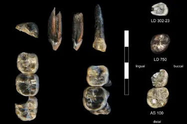 Совершенно новый вид предка человека: в Эфиопии совершили грандиозное научное открытие (фото)