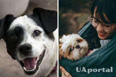 Цього робити не варто: топ розповсюджених помилок під час дресирування собак