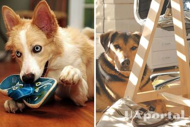 Це не просто: як відучити собаку гризти меблі