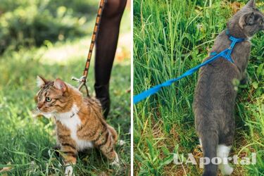 Выгул котов на улице: нужно ли и почему это опасно: ответ ветеринаров