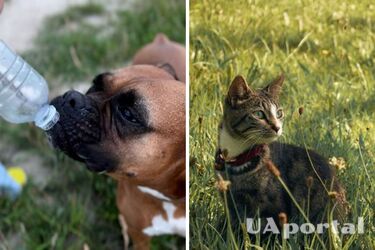 Як допомогти домашньому улюбленцю пережити спеку: корисні поради від ветеринарів