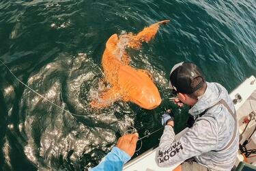 Унікальна знахідка: у Карибському морі була помічена помаранчева акула-нянька (фото)
