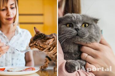 Может привести к трагедии: какие продукты категорически нельзя давать котам и собакам