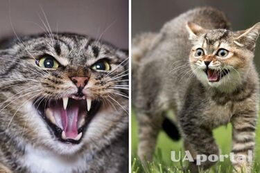 Будете удивлены: названы основные причины шипения кота на человека