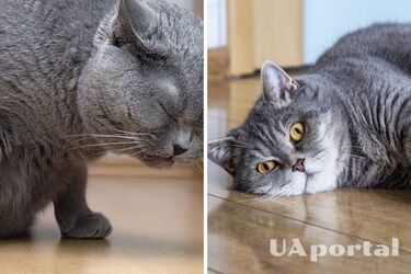 Артрит у кошек: как распознать и облегчить состояние