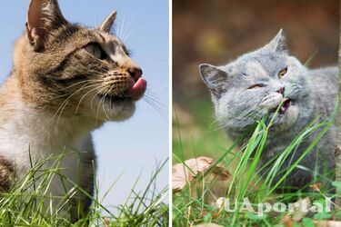 На це варто звернути увагу: чому коти та собаки їдять траву та коли варто хвилюватися