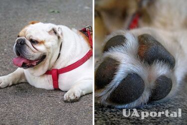 Як захистити лапи собаки під час прогулянок у спеку: корисні поради