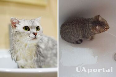 Без борьбы: как выкупать кота, если он не переносит воду