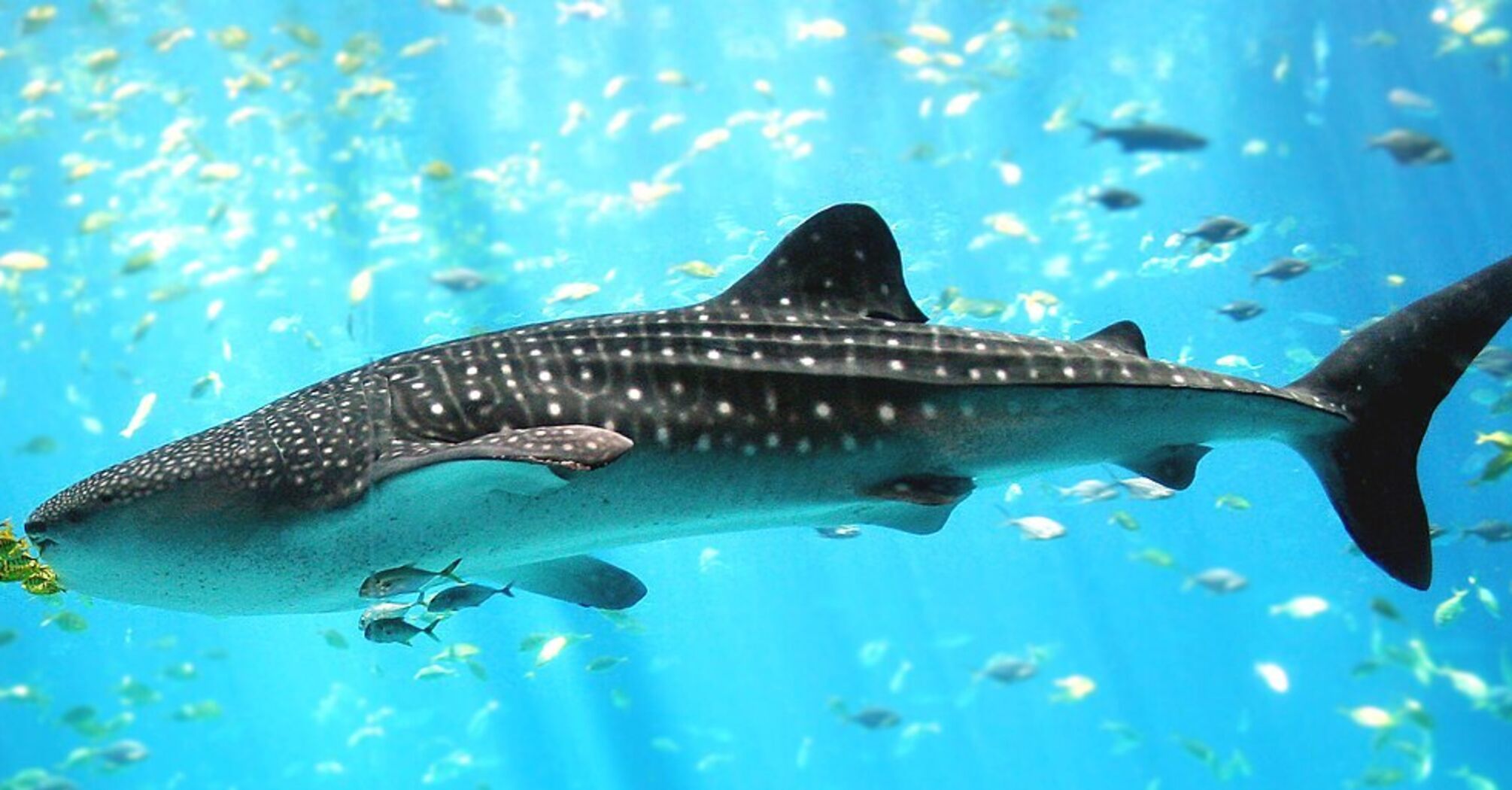 Весит больше тиранозавра: ученые назвали самую крупную в мире рыбу