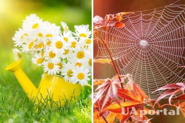 Украина будет находиться под влиянием антициклона: прогноз погоды на 8 августа