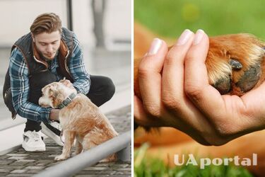 Содержание домашних животных: за что могут выписать штраф