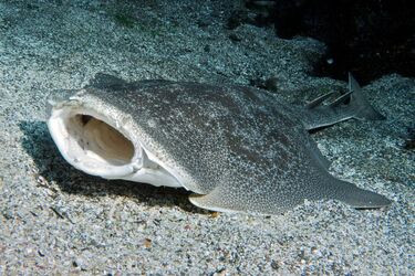 В Англії помітили рідкісну акулу-привида: чим унікальна