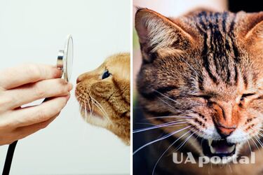 Нежить у котів: причини та як позбутись