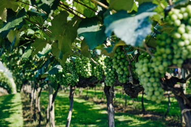 Екологи б’ють на сполох: південь України перетворюється на пустелю, виноградники незабаром ростимуть на Київщині
