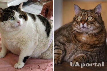 Толстые котики: как ожирение влияет на организм вашего любимца и почему с этим необходимо бороться