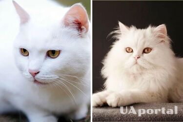Глухие от природы: действительно ли у белых кошек плохой слух